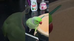 Кухонный нехочка ожереловый попугай Ричи