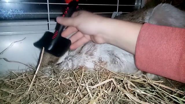 Как покорить дикого зайца? Зайчиха Цера любит чесь-чесь. смотреть онлайн