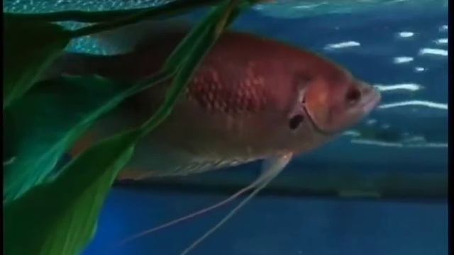 Обычный гурами смотреть онлайн