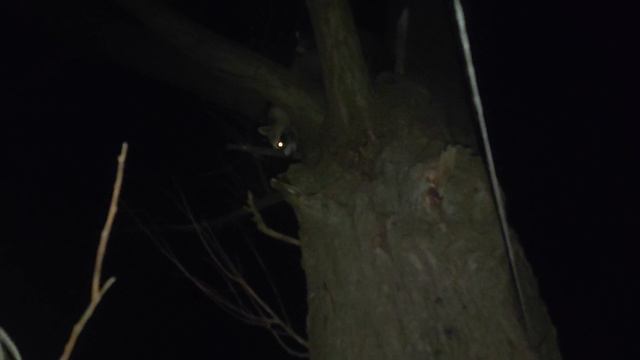 Еноты Назарова дача Архипо- Осиповка смотреть онлайн