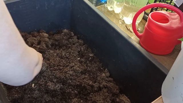 ПОЧВА ДЛЯ РАССАДЫ/КАК ПРАВИЛЬНО ПРИГОТОВИТЬ ПОЧВОБРИКЕТ 21г#212 14 апреля смотреть онлайн