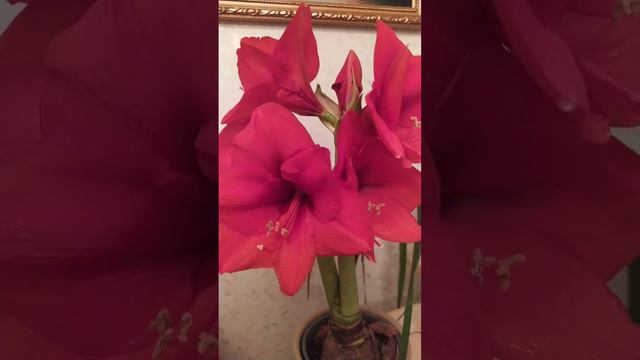 Амаралес Амарально красив 😍🏵️💯#амарант #ялюблюцветы#цветы #цветыдлясада #цветыдома #цветыдомашние#л смотреть онлайн