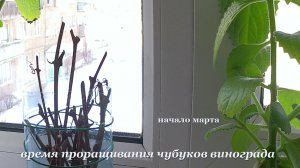 Черенки винограда. Как правильно прорастить весной заготовленные чубуки.