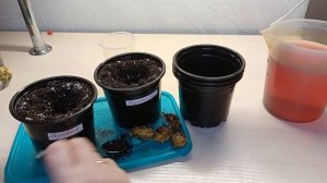 Посадка и всходы Каллы