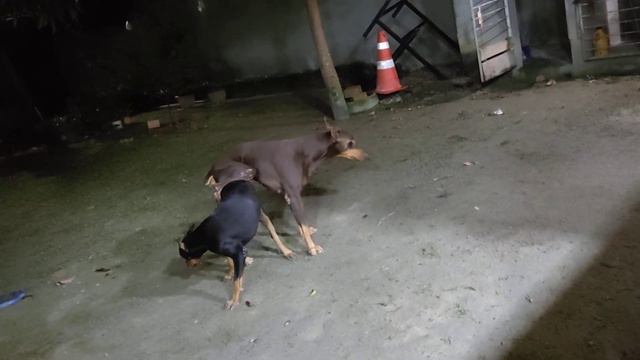 Cruza de doberman 03.04.2022 смотреть онлайн