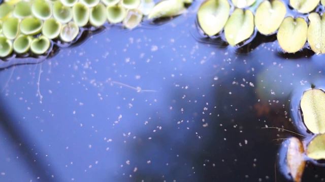 Планктон плавает смотреть онлайн