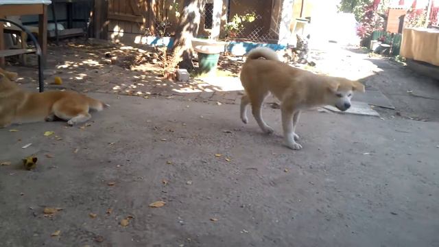 Щенки Акита Ину смотреть онлайн