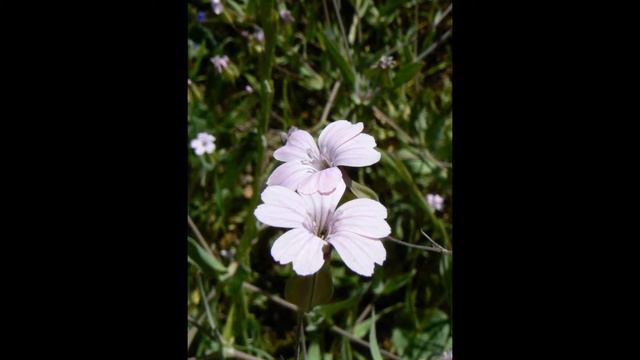 ВАККАРИЯ (VACCARIA) сем. Гвоздичные смотреть онлайн