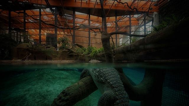 Звук зоопарка / Шум зоопарка / Звуки для сна / Zoo Sound / Zoo Noise / Soundscape White Noise смотреть онлайн