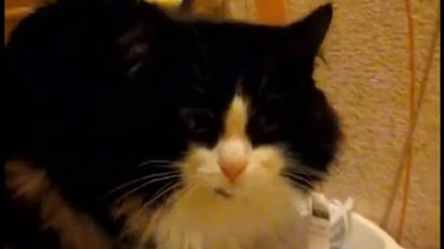 Котэ в туалете Cat in the toilet смотреть онлайн