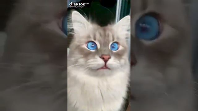 небочный голубоглазый кот смотреть онлайн