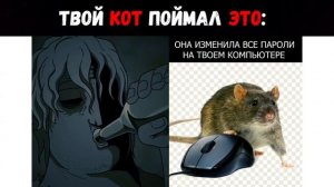 Твой кот поймал это _ Мистер Исключительный Мем