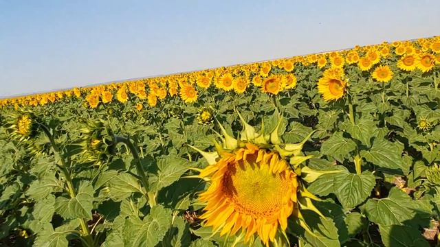 ПОСУХА!СОНЯШНИК ПО КЛАСИЦI I NO-TILL. Фаза цветiння.Лимагрейн5542.30.06.22. смотреть онлайн