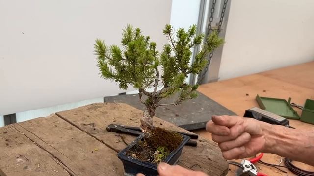 Picea Bonsai Makeover смотреть онлайн