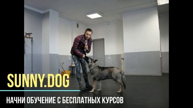 Обучение щенка овчарки. Команда Сидеть! Как научить щенка команде Сидеть? смотреть онлайн