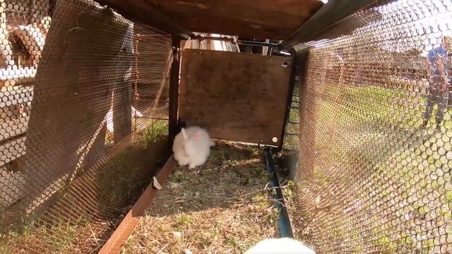 Строим клетки для кроликов из бруса и сосновой доски своими руками смотреть онлайн