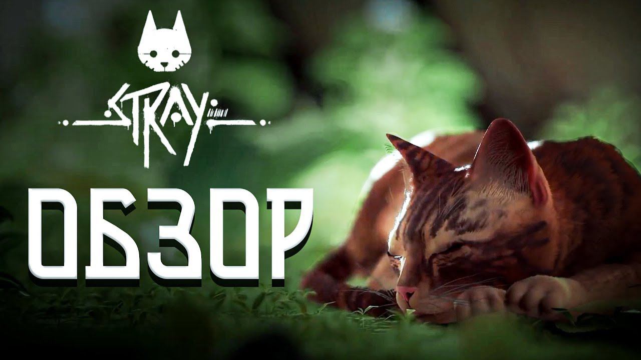 Обзор игры Stray. Всё ли хорошо с котиком? #обзоригры #игра #straycats #zov смотреть онлайн