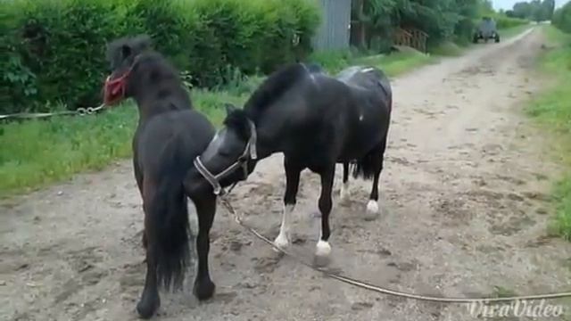 Заплідненя коня2 смотреть онлайн