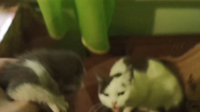 Котенок открыл глаза. смотреть онлайн