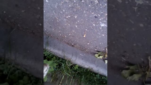 Супер тележка из пятерочки ) смотреть онлайн