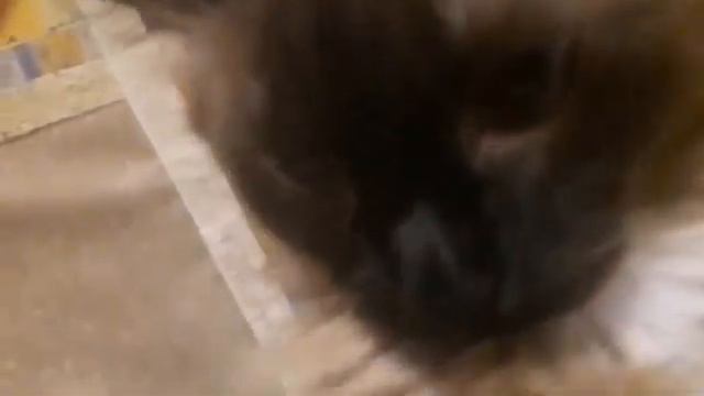 Кот Босс )). смотреть онлайн