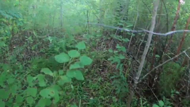 Лучшие белые этого лета! Тихая охота. Грибник. Грибоискатель по своим местам. Белый гриб прёт Обабо смотреть онлайн