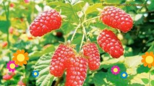 Малина обыкновенная Патриция. Краткий обзор, описание характеристик, где купить саженцы Patricia