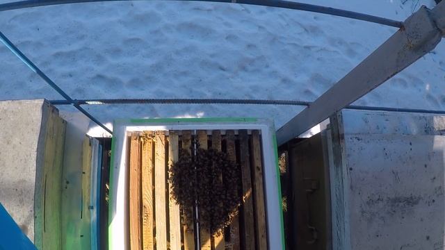 Зимовка пчел и облет пчел Зимовка слабых отводков смотреть онлайн