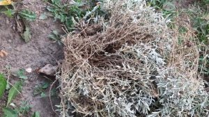 Ясколка//Как пересадить делением куста//17.08.2022