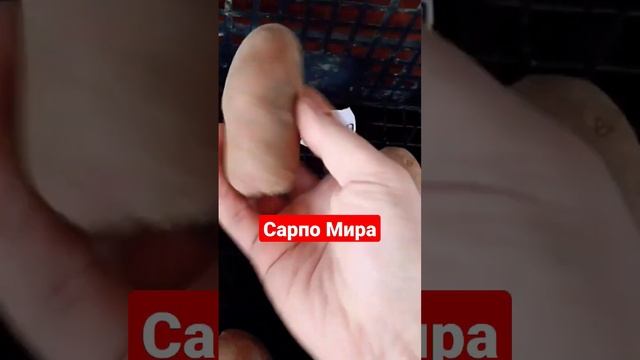 Картофель на посадку в 2023 году. #дача #огород #картофель смотреть онлайн