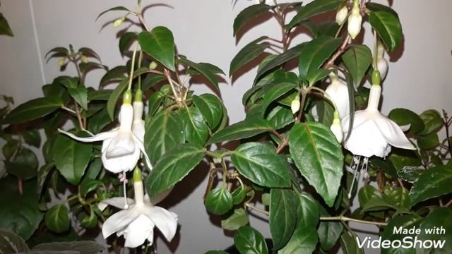 ФУКСИЯ. Удобрения для фуксий.