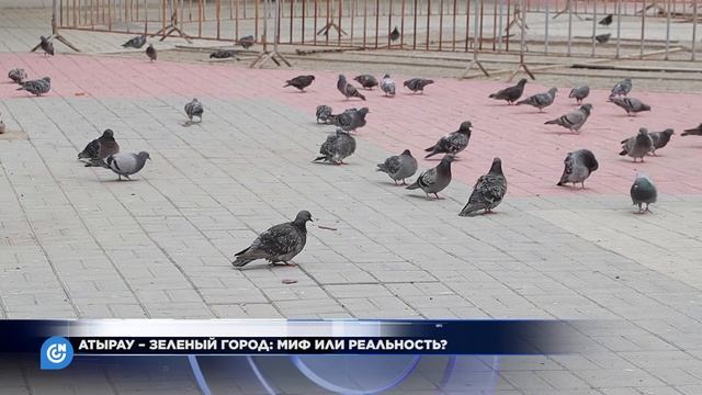 АТЫРАУ – ЗЕЛЕНЫЙ ГОРОД: МИФ ИЛИ РЕАЛЬНОСТЬ? смотреть онлайн
