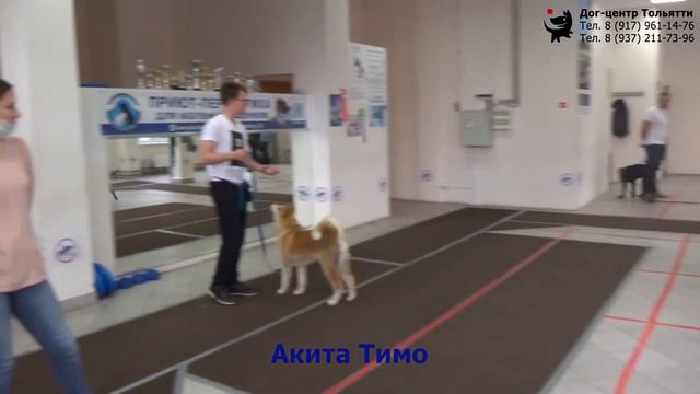 Занятие по дрессировке (группа начального послушание): обучение движению рядом и команде Ко мне. смотреть онлайн