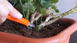 Как обрезать герань на зиму. Осенняя обрезка пеларгонии