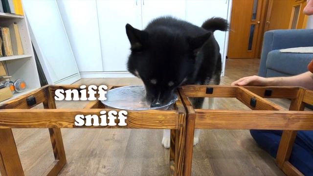 Wrapped A Bowl Of Dog Food In Plastic Wrap! Husky Test Of Ingenuity смотреть онлайн