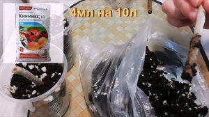 Вредитель комнатных растений. Ногохвостка (подура).