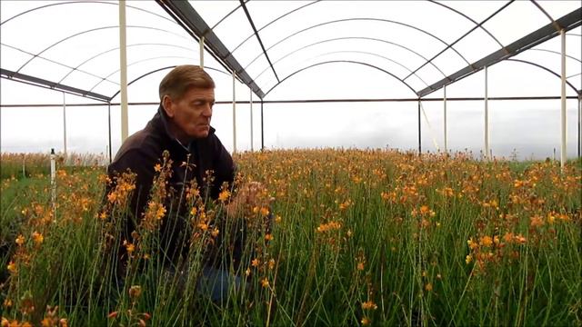 Mountain States Wholesale Nursery Bulbine Frutescens 'Tiny Tangarine' смотреть онлайн