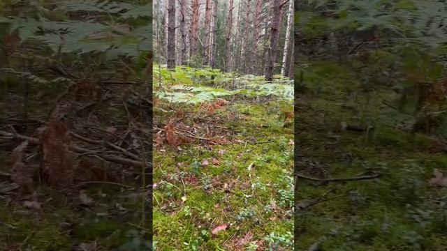 Грибная охота на БЕЛЫЕ ГРИБЫ в красивом лесу!