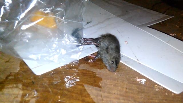 Мышка и клей смотреть онлайн