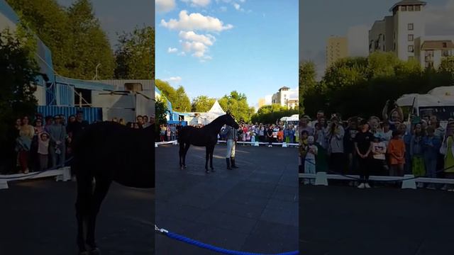 Выставка лошадей, парк Дружба, 30 июля 2023 года. Русская верховая порода. смотреть онлайн