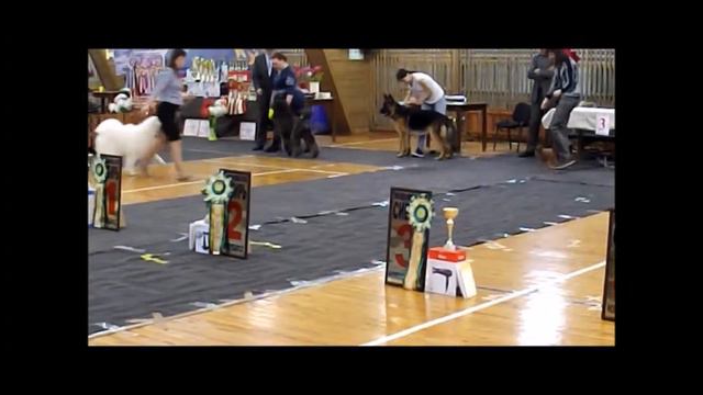 Мирадес Лав Утонченная Натура (русский той д.ш.) - БЭСТ ЩЕНКОВ 2 место смотреть онлайн