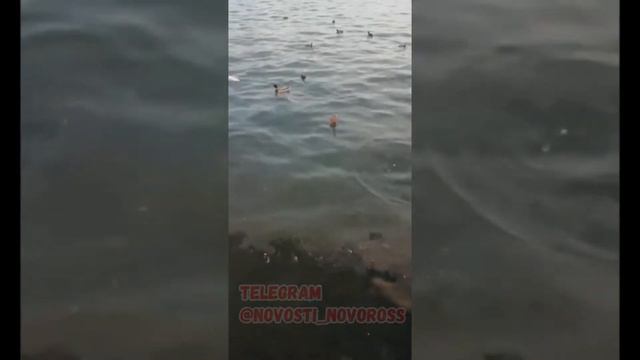 Подозрительные пятна в море. Новороссийск 04.12.2020 смотреть онлайн