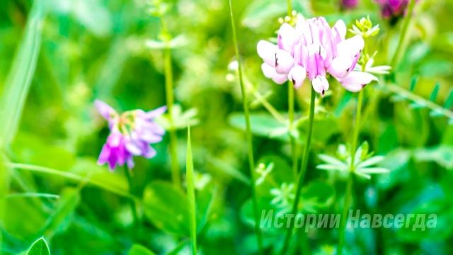 Услышав слова матери во сне, девушка поняла, что нужно действовать... смотреть онлайн