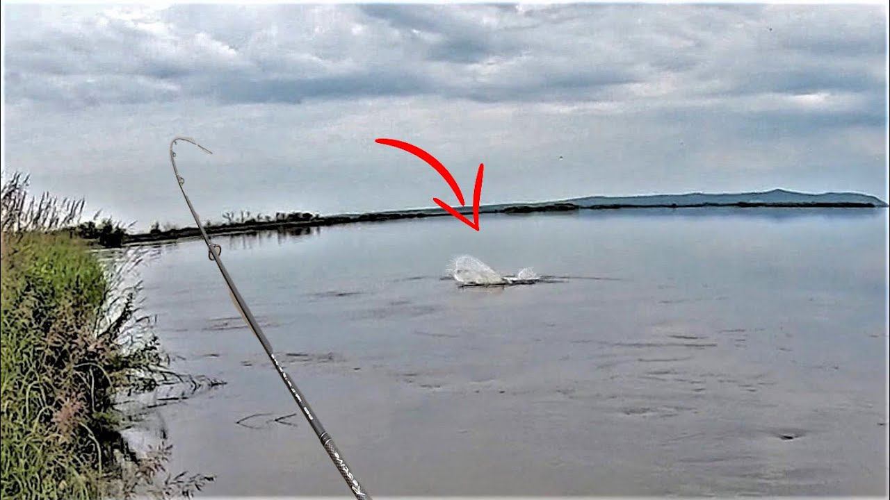 АТАКИ хищных РЫБ! Рыбалка на спиннинг смотреть онлайн