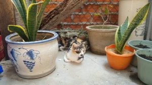 Уход за котами. Как ухаживать за котом или кошкой