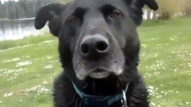 Собака замерзла смотреть онлайн