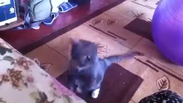 Мажор "залазит" на диван, запрыгнуть он не может) смотреть онлайн
