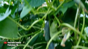 МАША F1 ВЫСОКОУРОЖАЙНЫЙ СОРТ ОГУРЦОВ ГАРАНТИРОВАН РАННИЙ СБОР УРОЖАЯ ЯЩИКАМИ