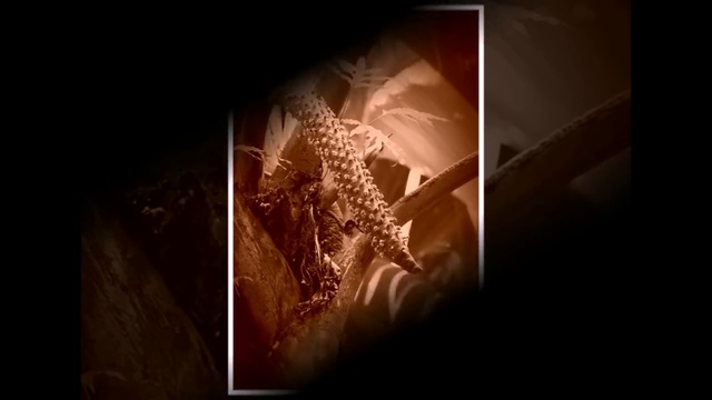 Интересные и Необычные Растения Сейшельская пальма или Лодоицея Мальдивская смотреть онлайн