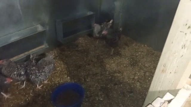 Пушкинские куры #12 Когда начинают нестись и рассадка петухов смотреть онлайн